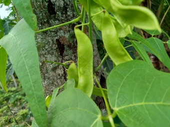 扁豆紫芩博纳维斯特(2008年)白簡單扁豆豆自然背景扁豆紫芩物种豆家庭蚕豆科