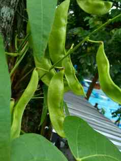 扁豆紫芩博纳维斯特(2008年)白簡單扁豆豆自然背景扁豆紫芩物种豆家庭蚕豆科