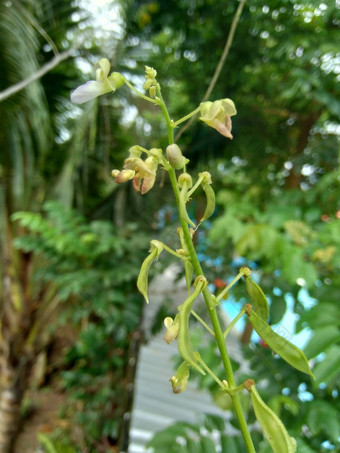 扁豆紫芩博纳维斯特(2008年)白簡單扁豆豆自然背景扁豆紫芩物种豆家庭蚕豆科