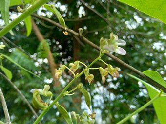 扁<strong>豆</strong>紫芩博纳维斯特(2008年)白簡單扁<strong>豆豆</strong>自然背景扁<strong>豆</strong>紫芩物种<strong>豆</strong>家庭蚕<strong>豆</strong>科