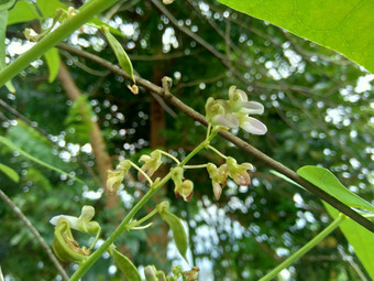 <strong>扁豆</strong>紫芩博纳维斯特(2008年)白簡單<strong>扁豆</strong>豆自然背景<strong>扁豆</strong>紫芩物种豆家庭蚕豆科