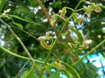 扁豆紫芩博纳维斯特(2008年)白簡單扁豆豆自然背景扁豆紫芩物种豆家庭蚕豆科