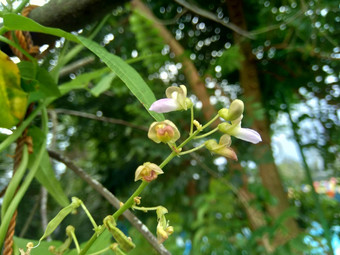 扁豆紫芩博纳维斯特(2008年)白簡單扁豆豆自然背景扁豆紫芩物种豆家庭蚕豆科