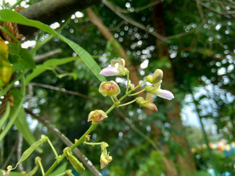 扁豆紫芩博纳维斯特(2008年)白簡單扁豆豆自然背景扁豆紫芩物种豆家庭蚕豆科