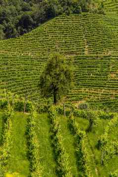 绿色山山谷葡萄园普罗酒地区