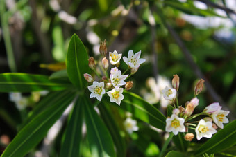 茉莉花阿拉伯茉莉花花园小树枝花序白色花