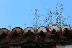植物成长被遗弃的屋顶