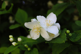 白色花山梅花冠状动脉甜蜜的山梅花英语山茱萸