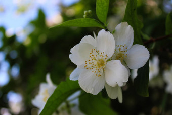 美丽的白色花花瓣黑暗背景山<strong>梅花</strong>冠状动脉甜蜜的山<strong>梅花</strong>英语山茱萸