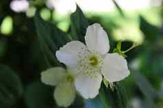 美丽的白色花绿色背景镜子山梅花冠状动脉甜蜜的山梅花英语山茱萸