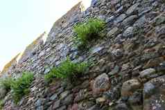 植物成长城堡墙