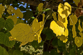 自然背景秋天的支树黄色的绿色棕色（的）叶子蓝色的天空南公园