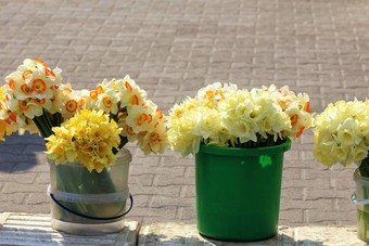 花束黄色的水仙花类型出售市场<strong>塑料桶</strong>