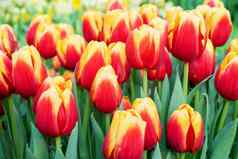 美丽的花红色的郁金香自然背景春天花卉