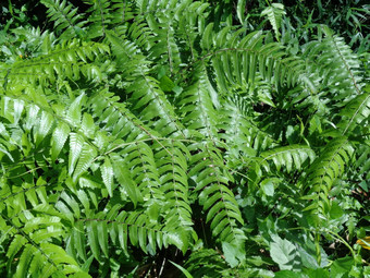 绿色<strong>蕨类植物</strong>多足虫钉子请水龙骨门自然背景成员集团血管植物繁殖孢子种子花