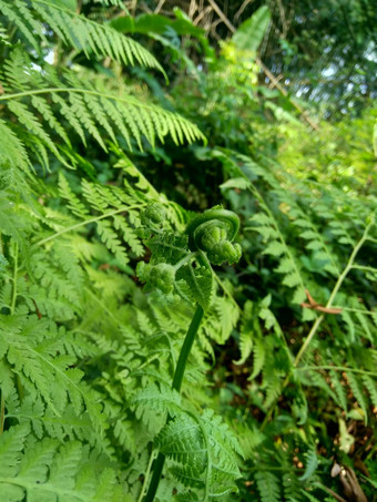 绿色<strong>蕨类植物</strong>多足虫钉子请水龙骨门自然背景成员集团血管植物繁殖孢子种子花