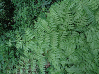 绿色<strong>蕨类植物</strong>多足虫钉子请水龙骨门自然背景成员集团血管植物繁殖孢子种子花