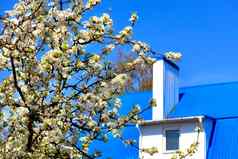 白雪公主开花苹果树背景模糊蓝色的屋顶房子白色烟囱蓝色的天空