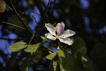 美丽的<strong>紫荆花</strong>variegate花