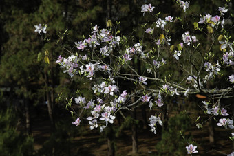 美丽的紫荆花variegate花