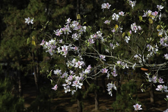 美丽的<strong>紫荆花</strong>variegate花