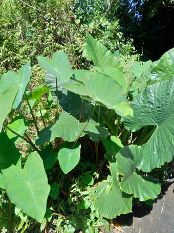 关闭<strong>芋头</strong>叶子芋属耐糖塔拉斯自然背景芋属耐糖热带植物种植主要是可食用的生长情况根蔬菜一般<strong>芋头</strong>