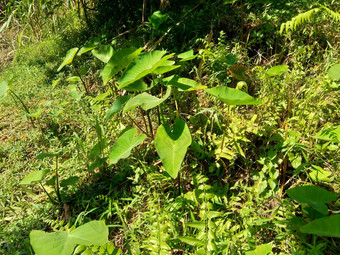 关闭<strong>芋头</strong>叶子芋属耐糖塔拉斯自然背景芋属耐糖热带植物种植主要是可食用的生长情况根蔬菜一般<strong>芋头</strong>