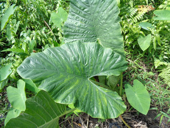 关闭<strong>芋头</strong>叶子芋属耐糖塔拉斯自然背景芋属耐糖热带植物种植主要是可食用的生长情况根蔬菜一般<strong>芋头</strong>