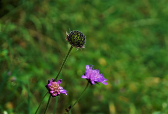 紫色的花朵scabiosa植物发现了顿饭