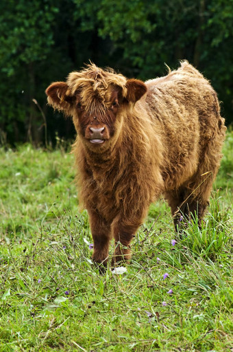 苏格兰高地生小牛