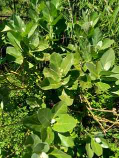 关闭calotropisgigantea巨大的calotrope要皇冠花自然背景花由点