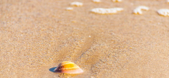 自然海壳牌说谎桑迪海滩洗水太阳