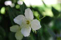 美丽的白色花绿色背景反射镜子山梅花冠状动脉甜蜜的山梅花英语山茱萸