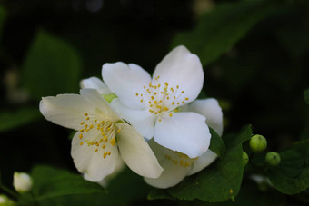 群白色花黑暗绿色背景山梅花冠状动脉甜蜜的山梅花英语山茱萸