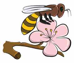 蜜蜂花插图向量白色背景