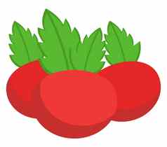 新鲜的番茄插图向量白色背景