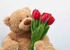 可爱的棕色（的）泰迪熊持有爪子花束红色的郁金香
