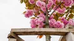 樱花树木栏杆