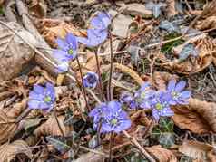 集团自发的花淡紫色花瓣白色雌蕊