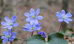 集团自发的花淡紫色花瓣白色雌蕊