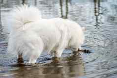 可爱的毛茸茸的白色萨莫耶德人狗抓住坚持水池塘狗公园