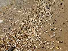湿贝壳海滩海岸沙子