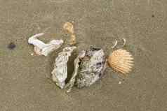 贝壳软体动物桑迪海滩