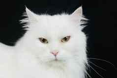 白色安哥拉山羊毛猫黑色的背景