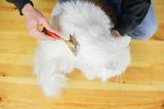 猫梳理长头发猫的发型宠物护理