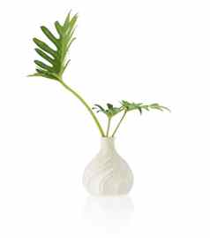绿色monstera热带植物花瓶孤立的白色背气