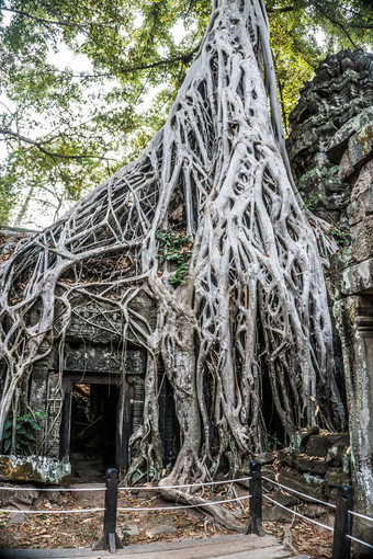 巨大的榕树树古老的吴哥什么废墟全景日出亚洲