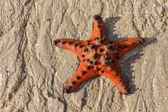 关闭海明星巧克力芯片海明星说谎海滩海水冲热带海星海滩龙目岛岛印尼令人惊异的自然背景