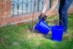 男人。浇水新种植树蓝色的桶种植树公园
