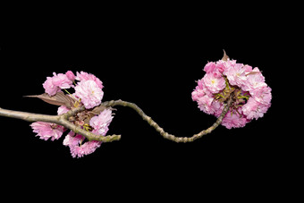 樱花粉红色的日本樱桃花盛开的孤立的纯白色背景